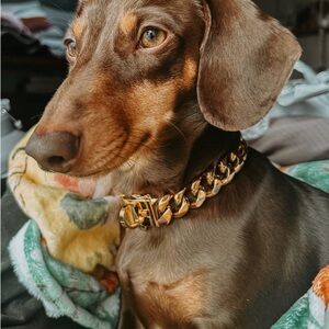 Cuban Gold Chunky Chain Dog Collar - M